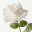 Rose Bettina