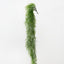 Fern Button Hanging Bush
