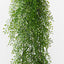 Fern Button Hanging Bush