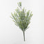 Myrtle Leaf Bush