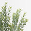 Myrtle Leaf Bush