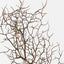 Twig Curly Spray