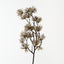 Thistle Spray