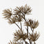 Thistle Spray