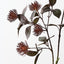 Protea Leucospermum Spray