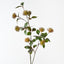 Protea Leucospermum Spray