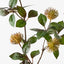 Protea Leucospermum Spray