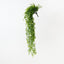 Pea Leaf Hanging Bush