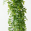 Pea Leaf Hanging Bush