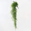 Fern Button Hanging Bush