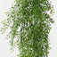 Fern Button Hanging Bush