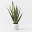 Agave Flowering Plant