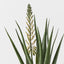 Agave Flowering Plant