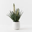 Agave Flowering Plant