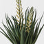 Agave Flowering Plant