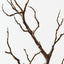 Twig Coral Branch