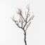 Twig Coral Branch