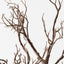Twig Coral Branch