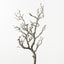 Twig Coral Branch