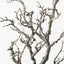 Twig Coral Branch
