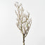 Twig Coral Branch