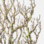 Twig Coral Branch