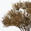 Thistle Bush