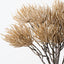 Thistle Bush