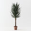 Yucca Plant