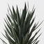 Yucca Plant