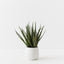 Aloe Vera Plant