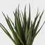 Aloe Vera Plant