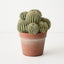 Cactus Barrel Plant