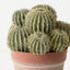 Cactus Barrel Plant