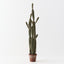 Cactus Column Plant