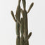 Cactus Column Plant