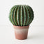 Cactus Barrel Plant