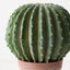 Cactus Barrel Plant