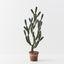 Cactus Peruvian Plant