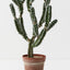 Cactus Peruvian Plant