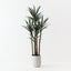 Yucca Plant