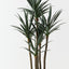 Yucca Plant