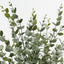 Eucalyptus Bush