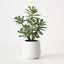 Senecio Plant