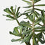 Senecio Plant