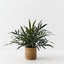 Fern Snake Leaf Plant