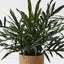 Fern Snake Leaf Plant