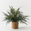 Fern Snake Leaf Plant
