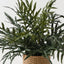 Fern Snake Leaf Plant