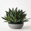 Agave Plant in Bowl